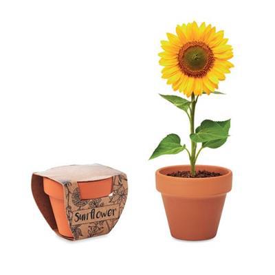Petit pot en terre avec graines de tournesol Sun