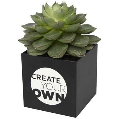 Pot en aluminium avec plante grasse Butor