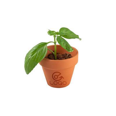 Pot en terre cuite avec graines de basilic Basica